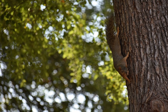 西进攻球员 西进攻球员