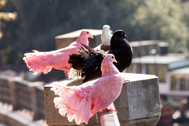年佩德里的 年佩德里的